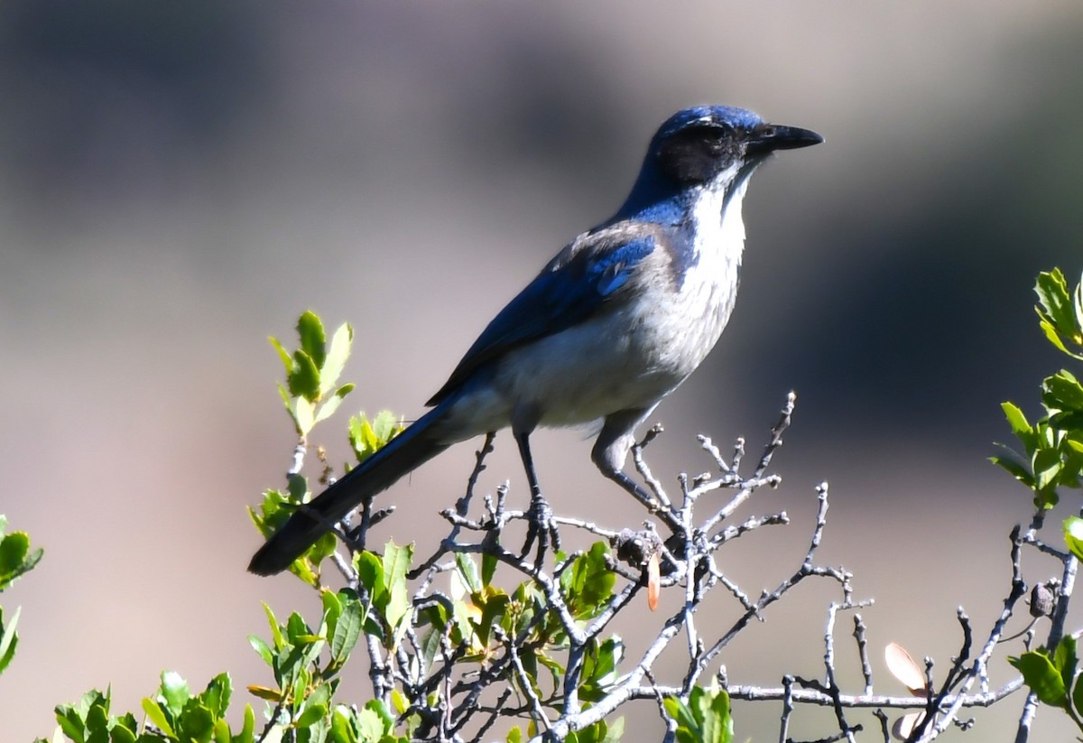 California Scrub-Jay - ML620669052