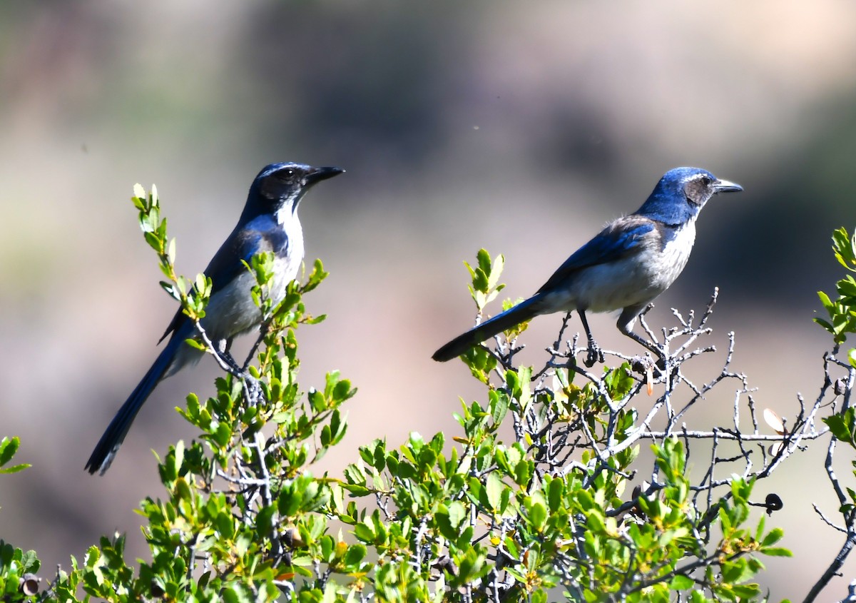 California Scrub-Jay - ML620669053