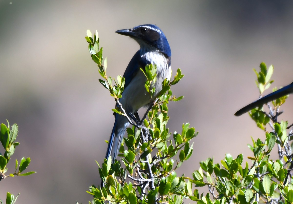 California Scrub-Jay - ML620669054