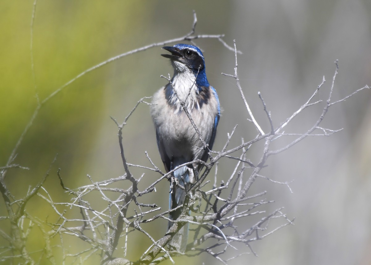 California Scrub-Jay - Sandi Diehl