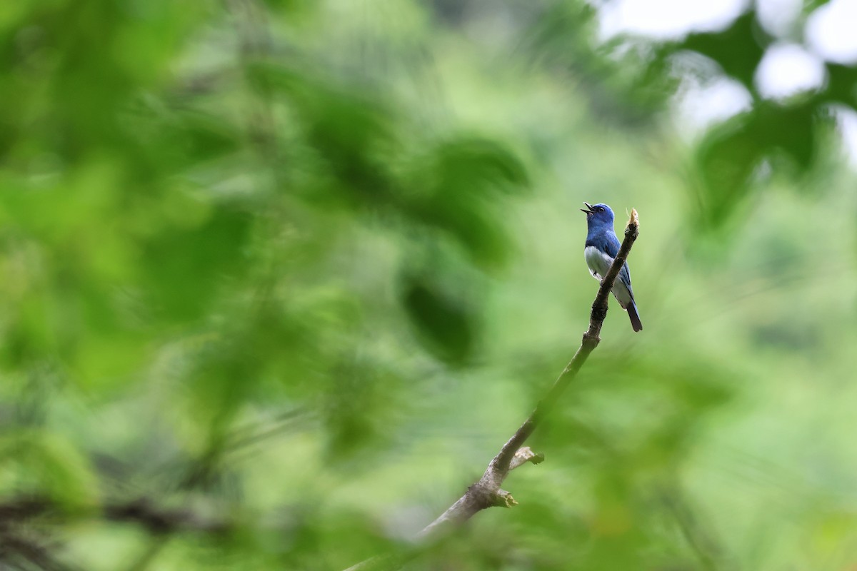 Zappey's Flycatcher - ML620669066