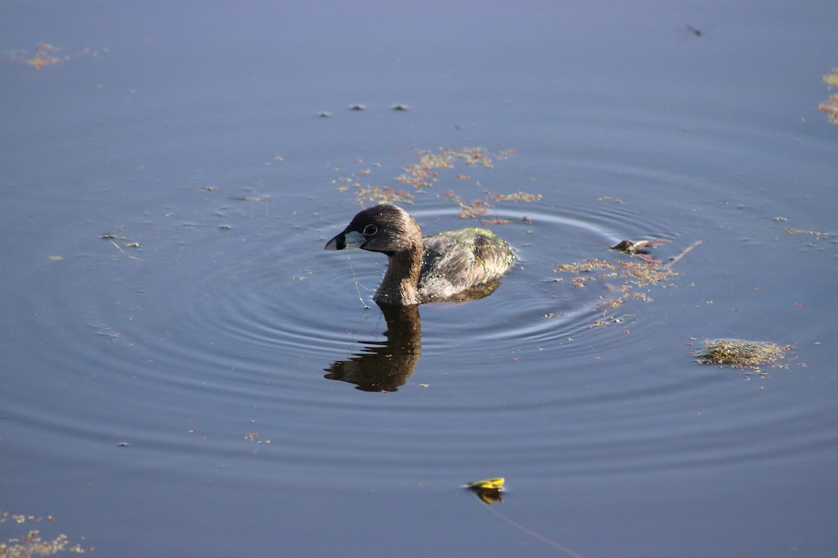 Pied-billed Grebe - ML620669067