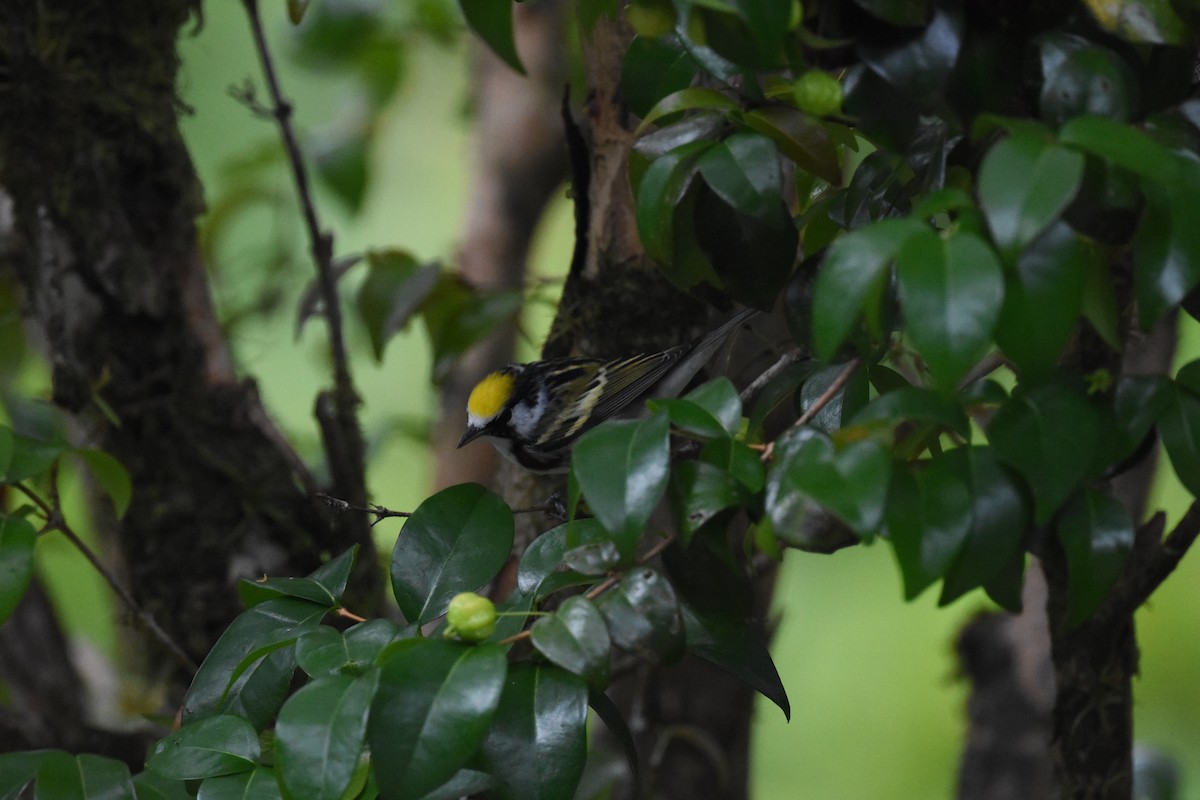 Chestnut-sided Warbler - ML620669068