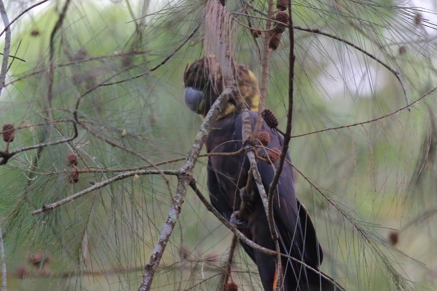 Glossy Black-Cockatoo - ML620669070