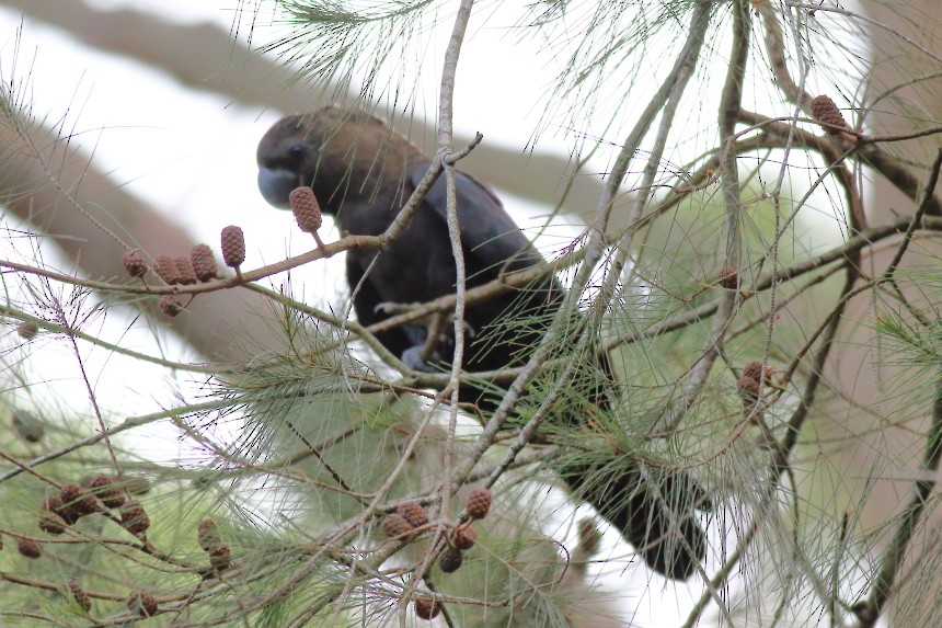 Glossy Black-Cockatoo - ML620669071