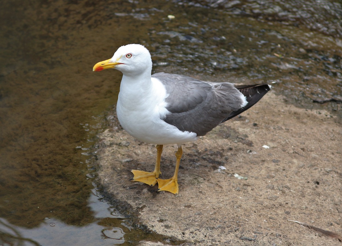 Gaviota Patiamarilla (atlantis) - ML620669073