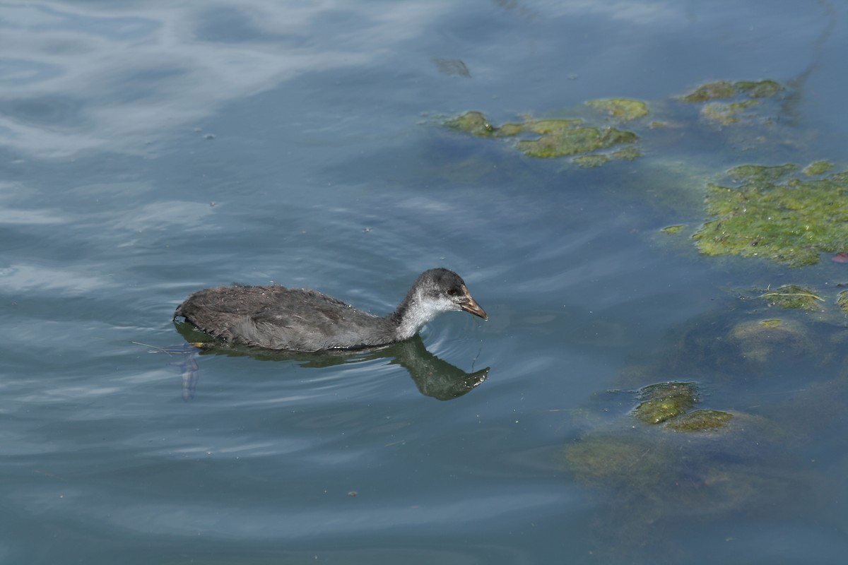 Eurasian Coot - ML620669076