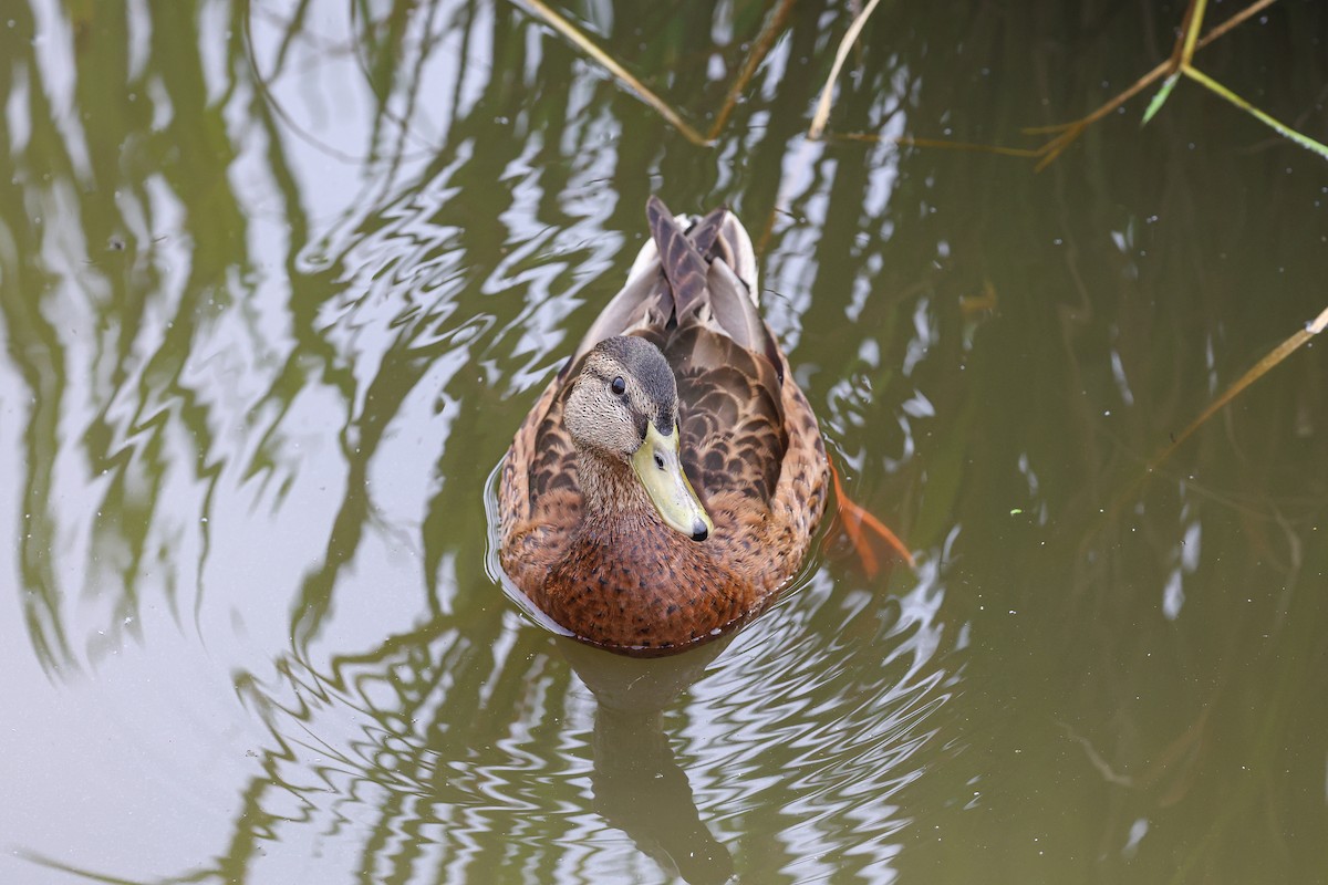 Mallard - Shin Mun Cheol