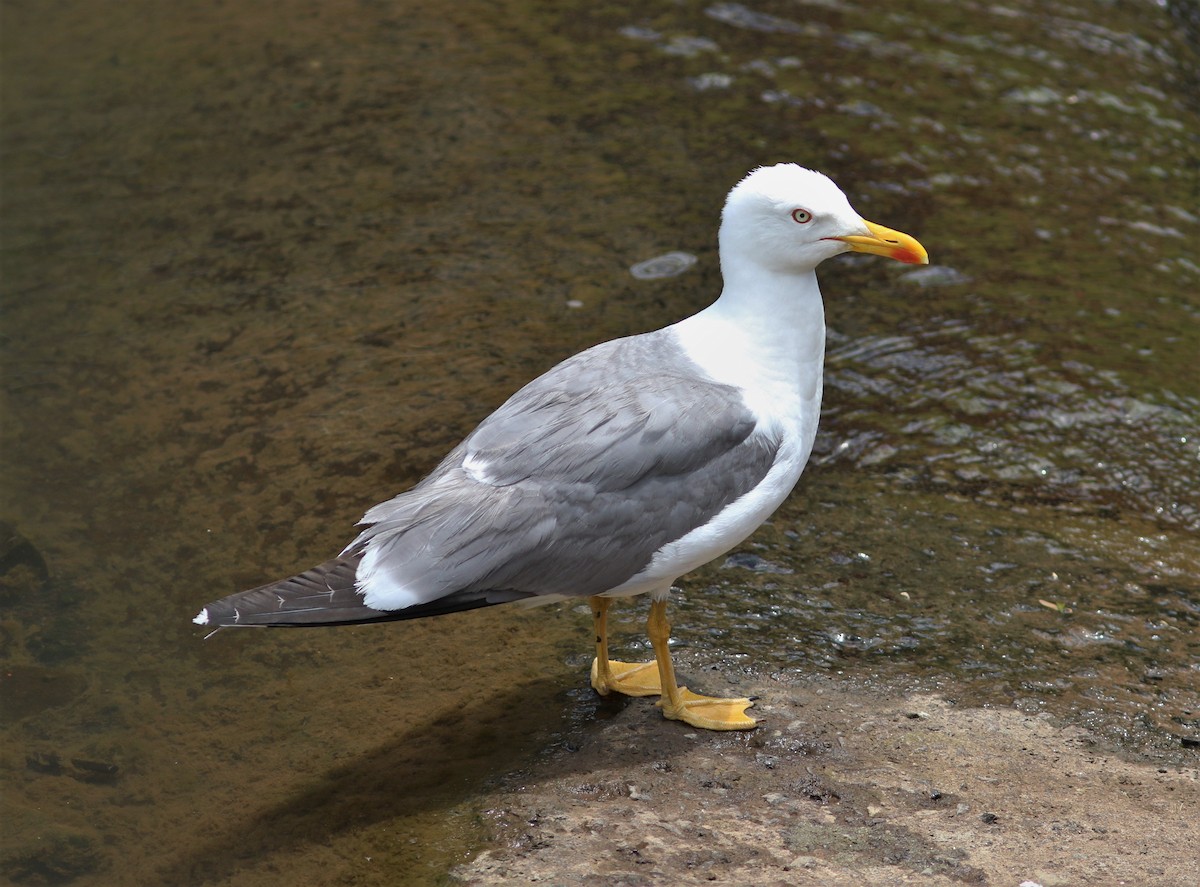 Yellow-legged Gull (atlantis) - Jacob Everitt