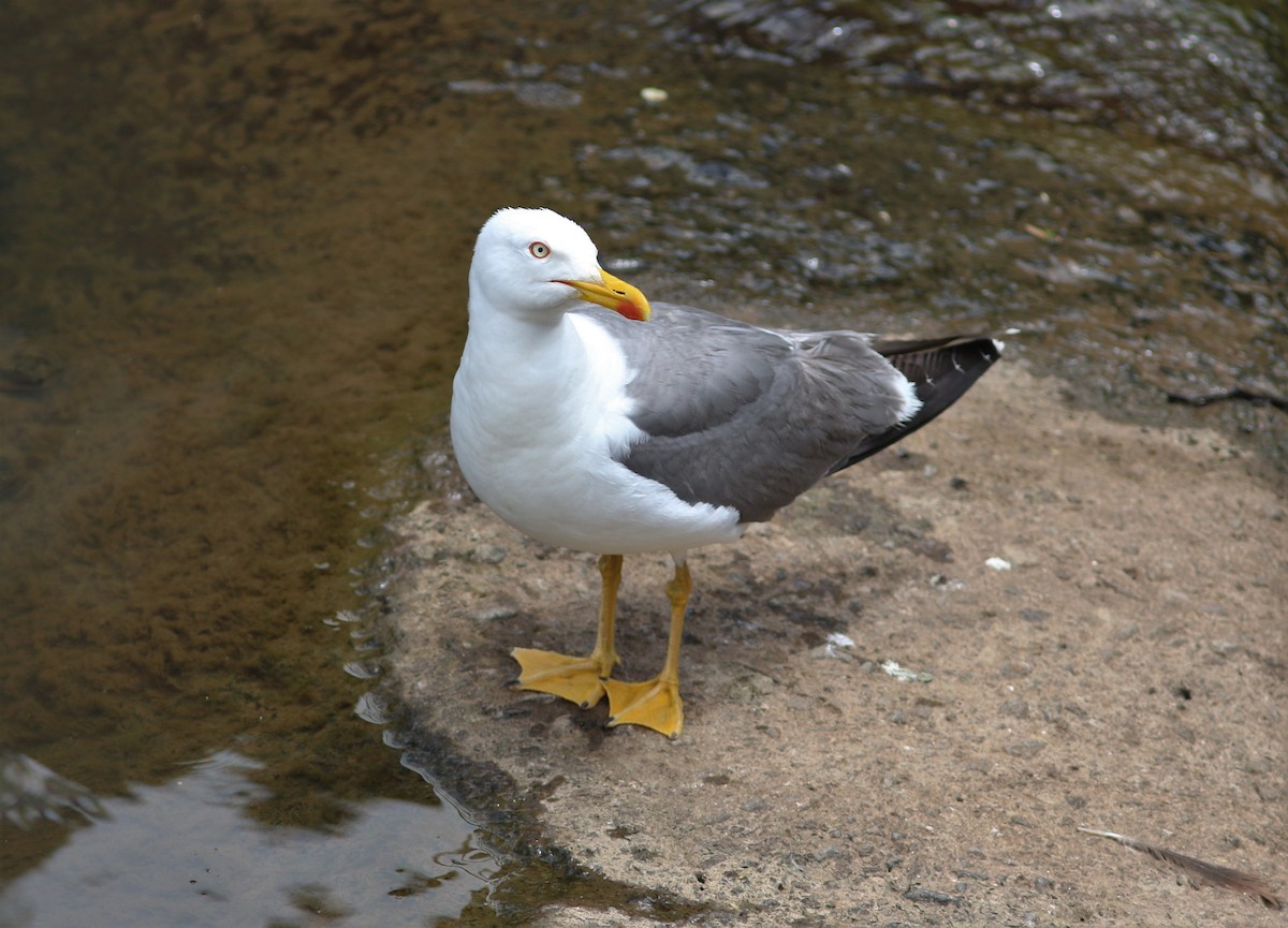 Gaviota Patiamarilla (atlantis) - ML620669082