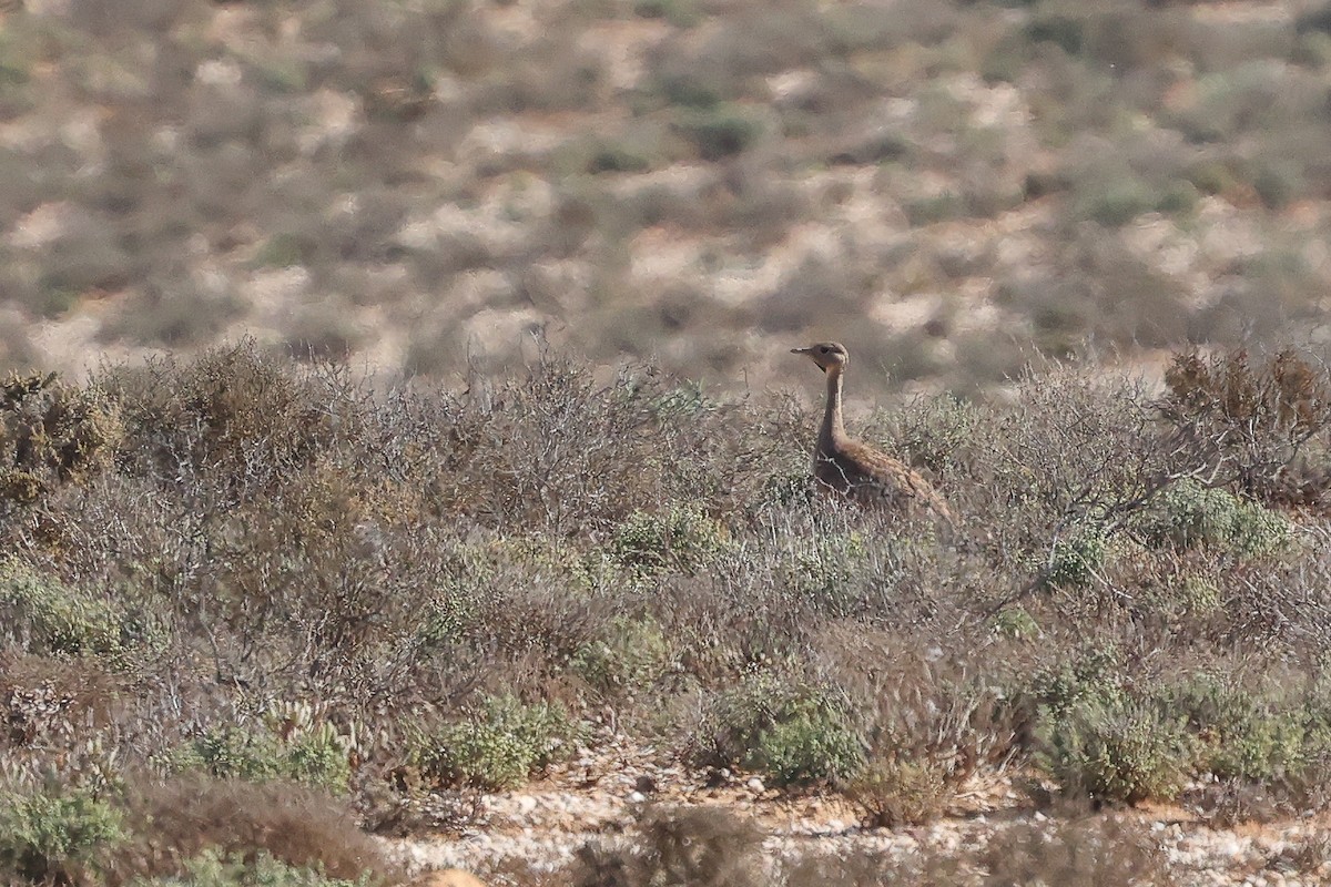 Karoo Bustard - ML620669088