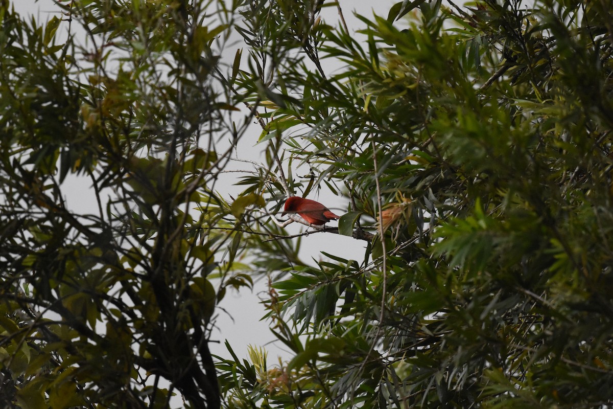 Piranga Roja - ML620669100