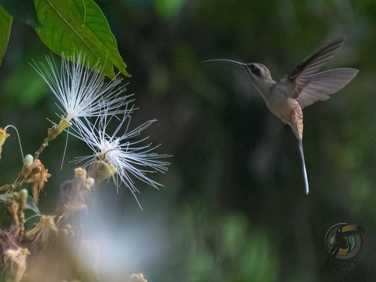 Long-billed Hermit (Central American) - ML620669101