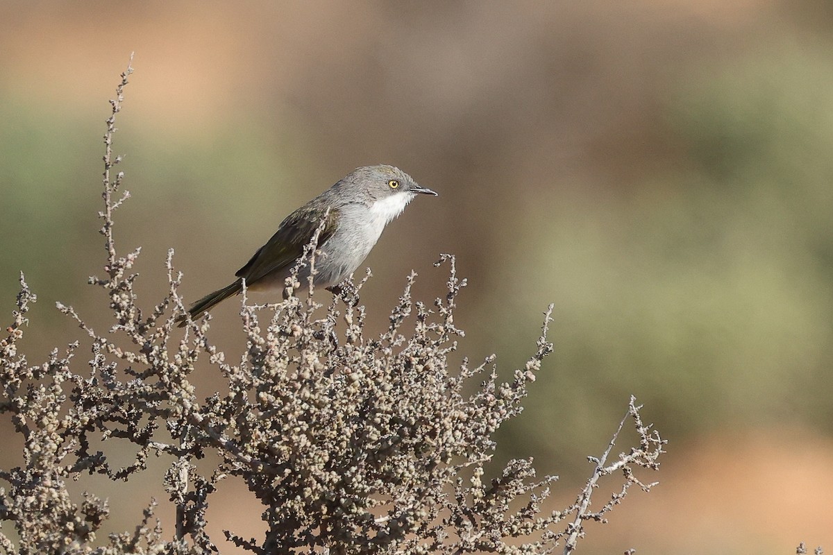 Yellow-rumped Eremomela - ML620669102