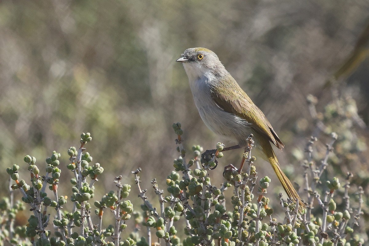 Yellow-rumped Eremomela - Daniel Engelbrecht - Birding Ecotours