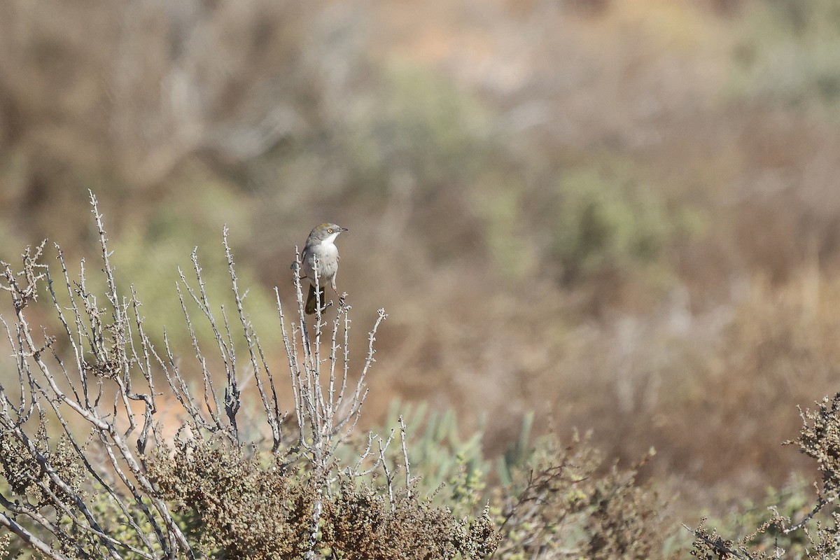 Yellow-rumped Eremomela - ML620669105