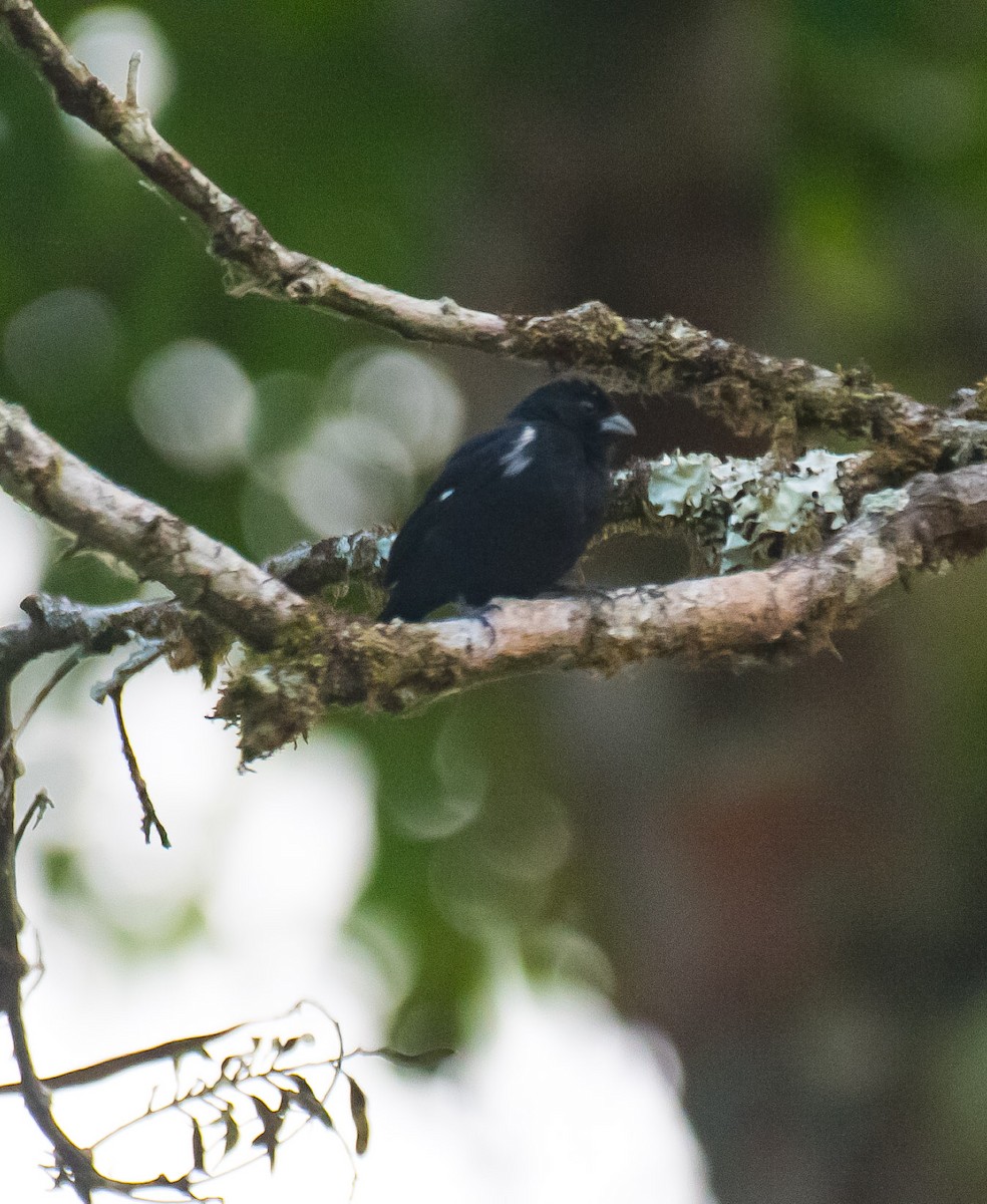 Variable Seedeater (Black) - ML620669106