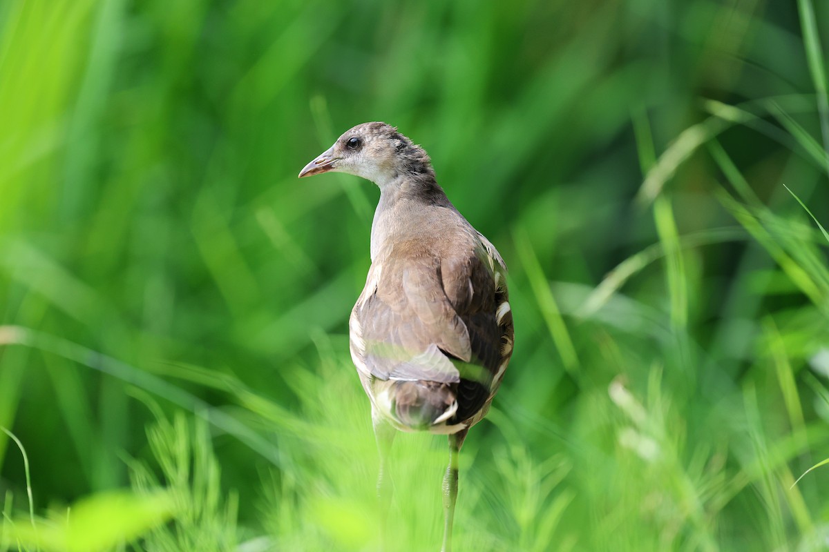 Eurasian Moorhen - ML620669111