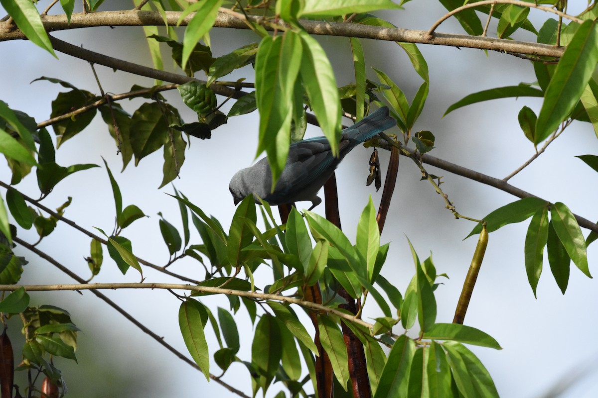 Blue-gray Tanager - ML620669113