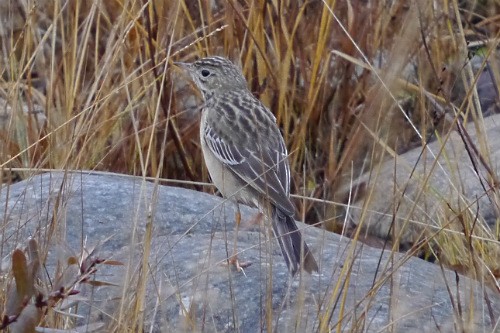 Blyth's Pipit - ML620669115