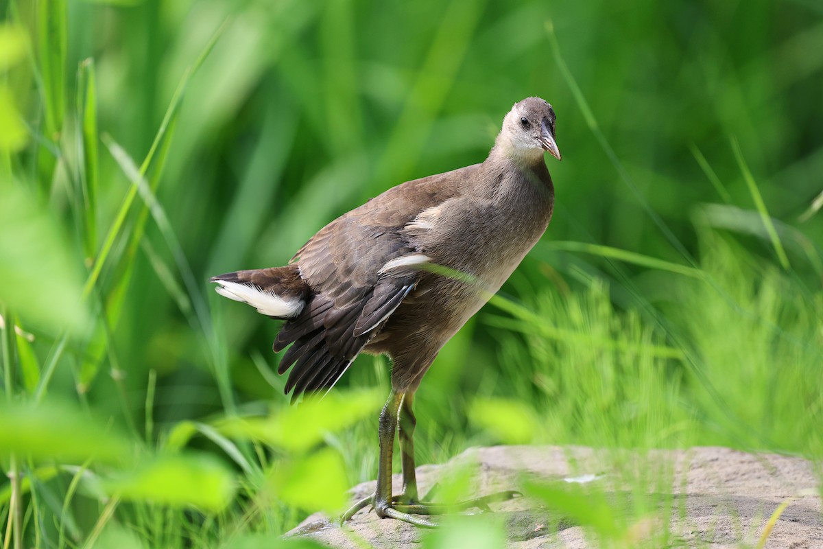 Eurasian Moorhen - ML620669120