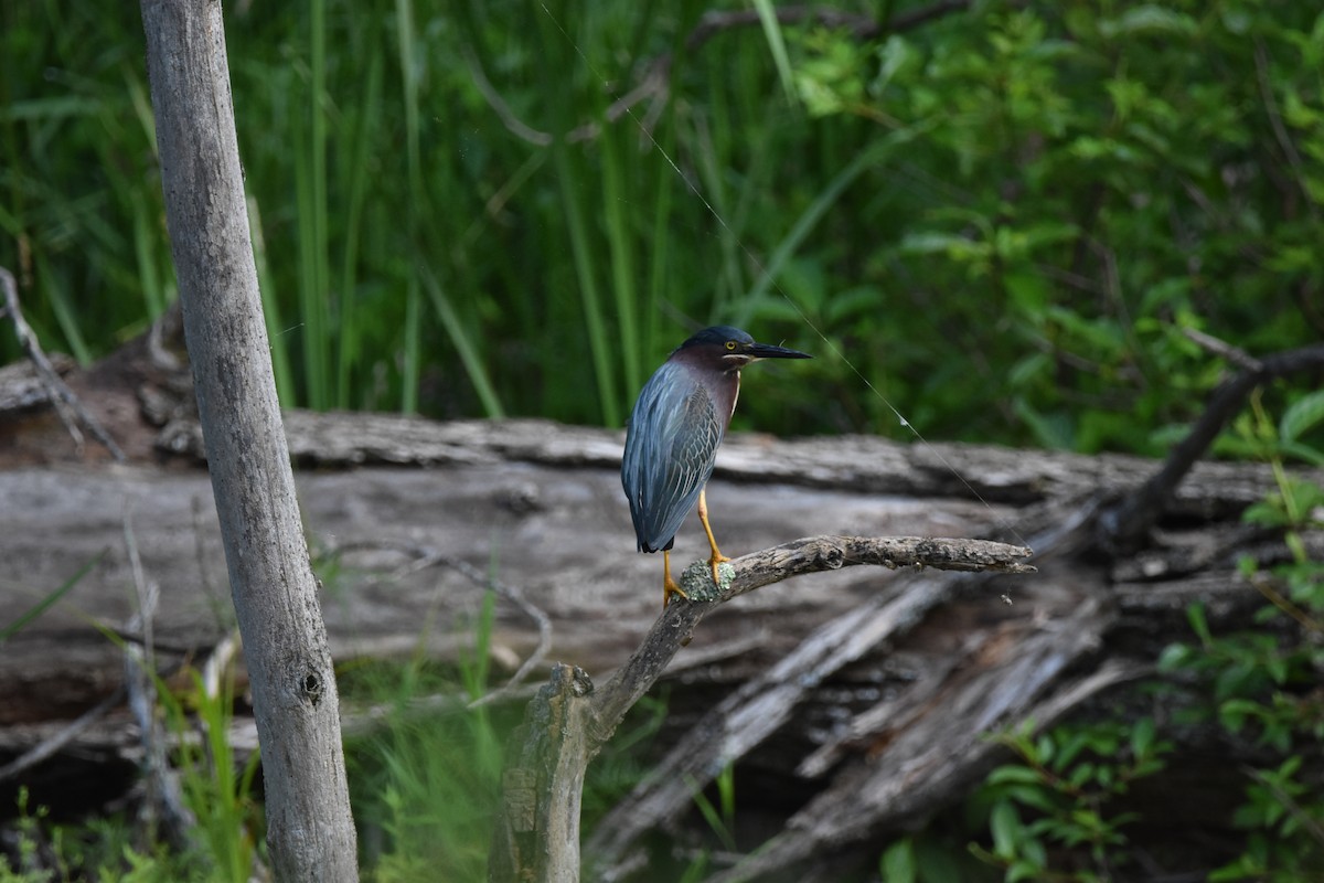 Green Heron - ML620669123