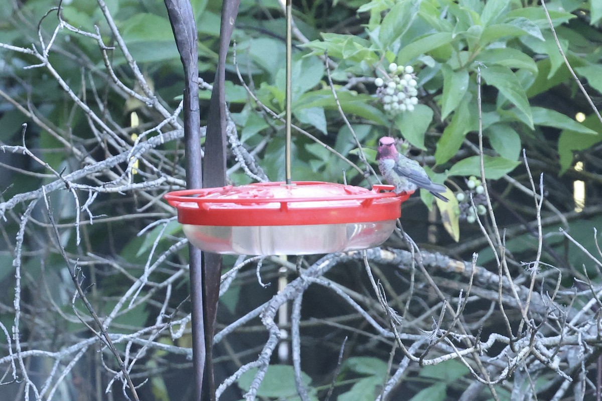 Anna's Hummingbird - ML620669125