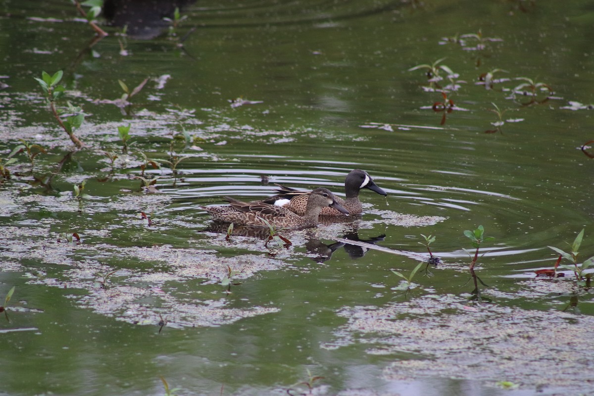 Blue-winged Teal - ML620669127