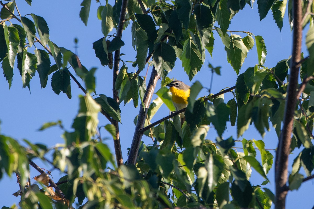 Yellow-breasted Chat - ML620669130