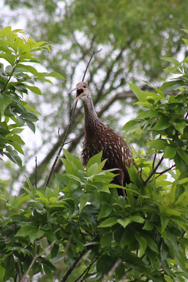 Limpkin - ML620669131