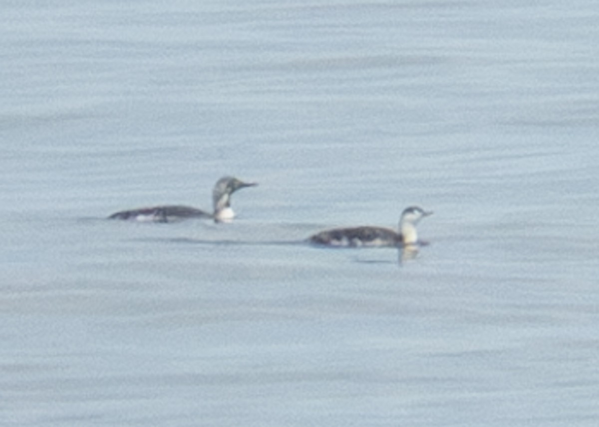 Red-throated Loon - ML620669134