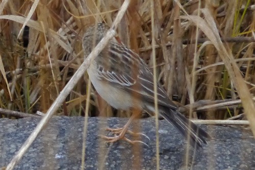 Blyth's Pipit - ML620669136