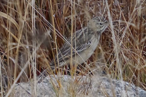 Blyth's Pipit - ML620669137