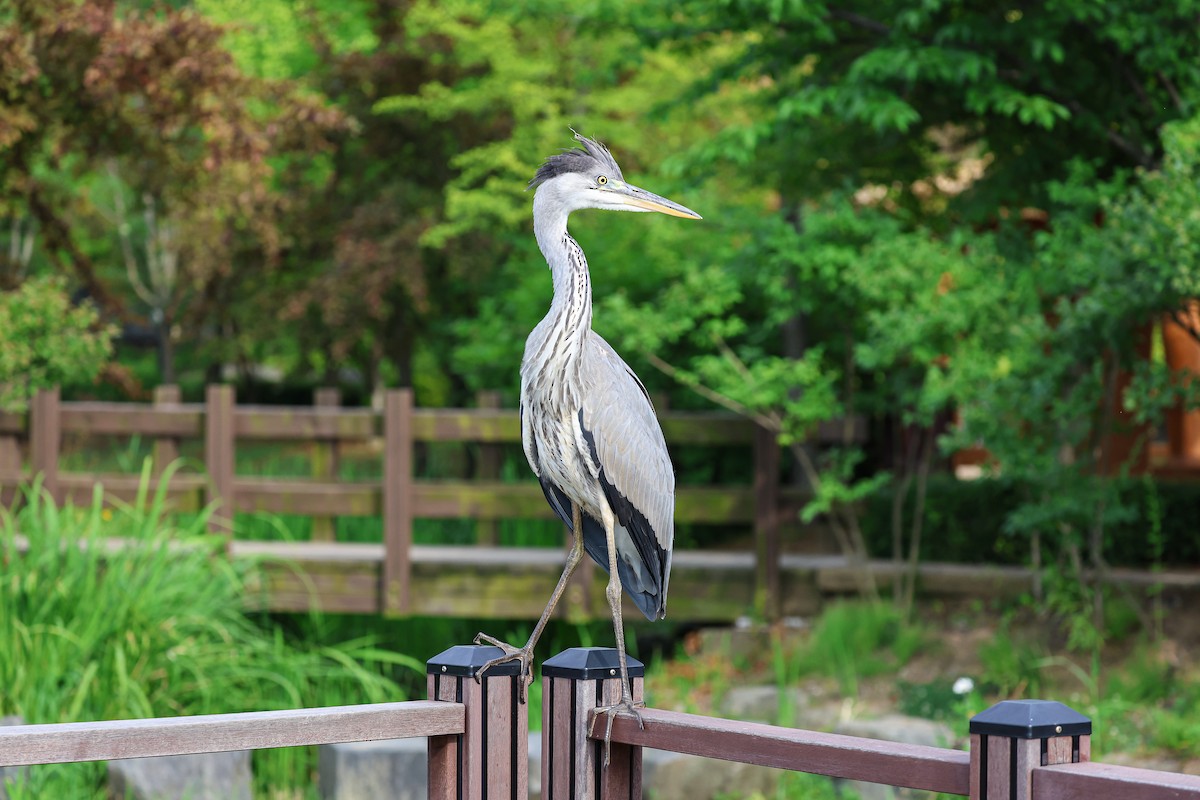 Gray Heron - ML620669140