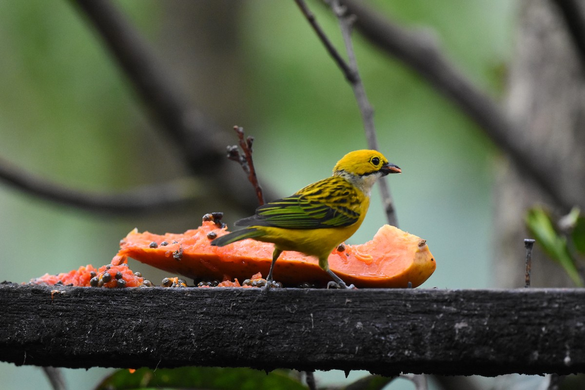 Emerald Tanager - ML620669142