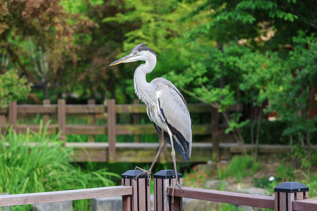 Gray Heron - ML620669143