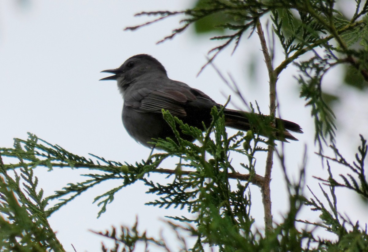 Gray Catbird - ML620669146