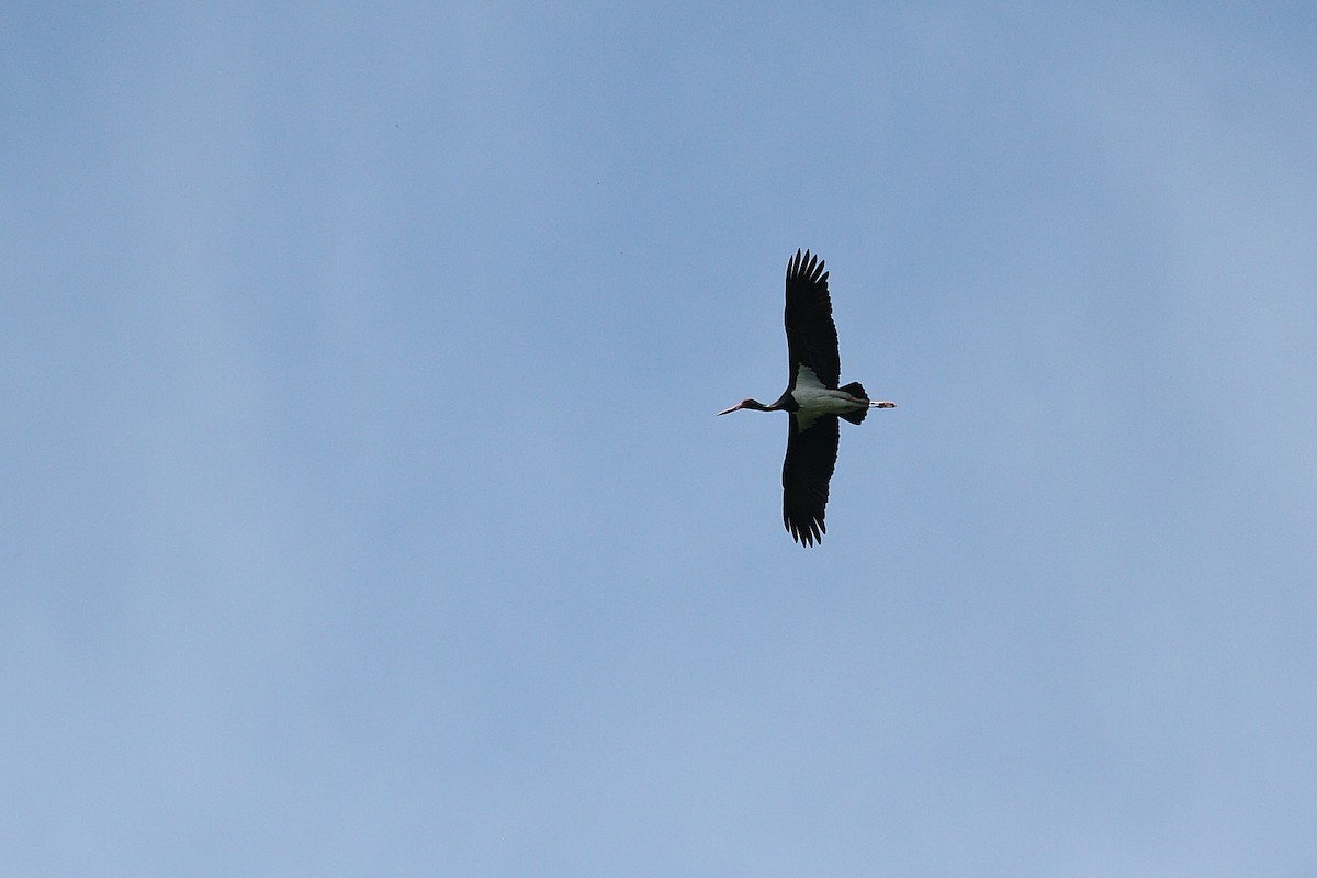 Black Stork - ML620669148