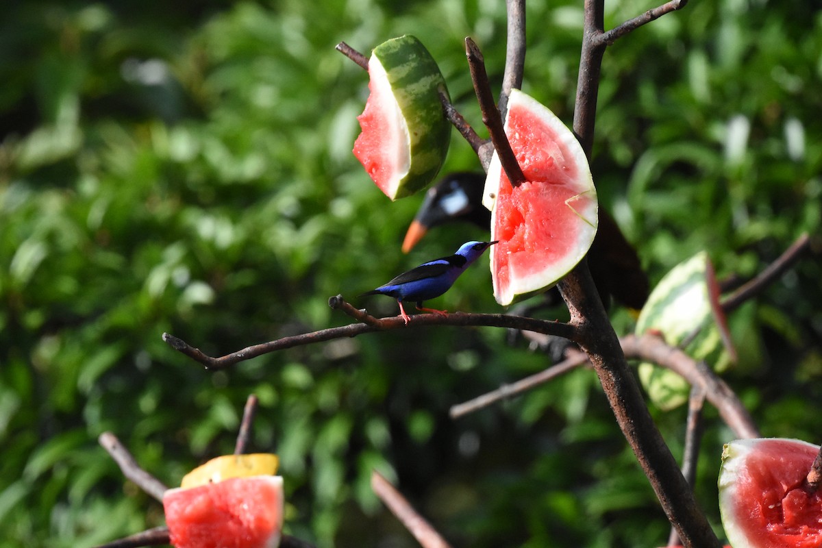 Red-legged Honeycreeper - ML620669150