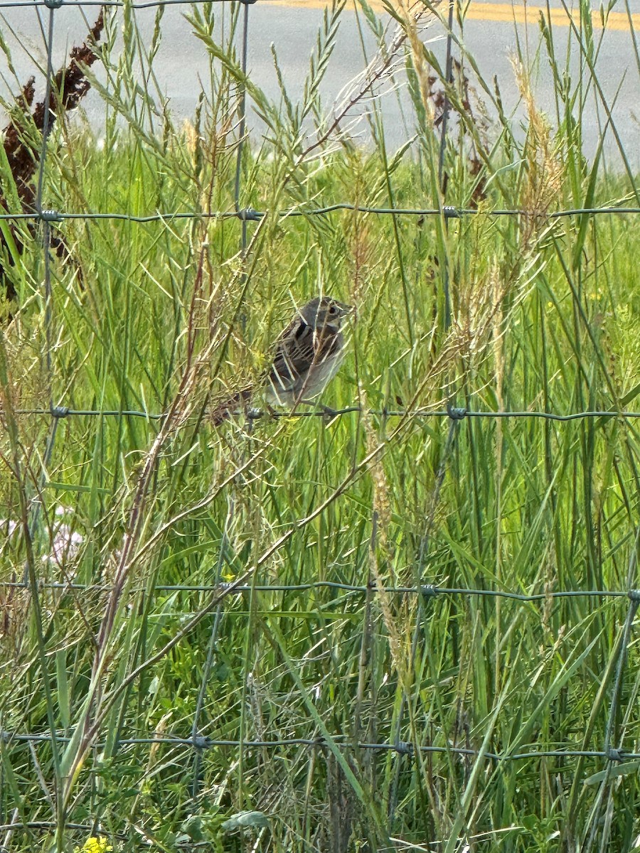 Field Sparrow - ML620669158