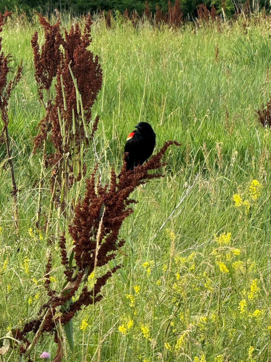 Red-winged Blackbird - ML620669159