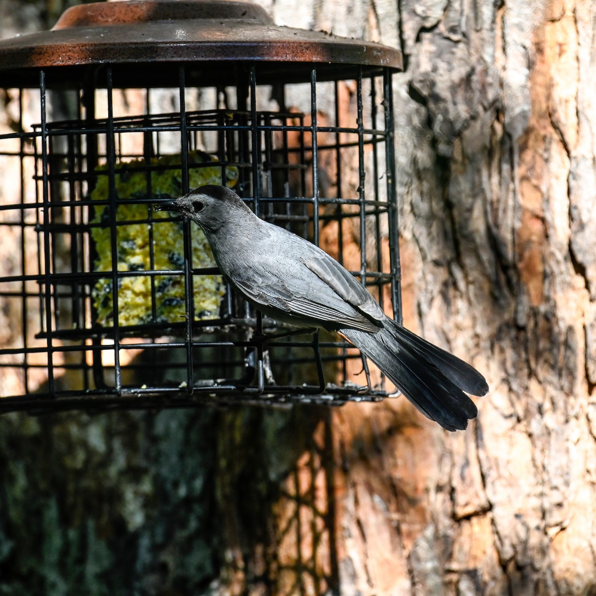 Gray Catbird - ML620669162