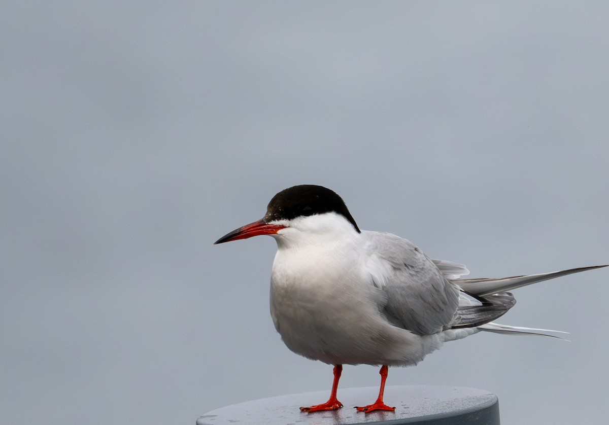 Common Tern - ML620669164