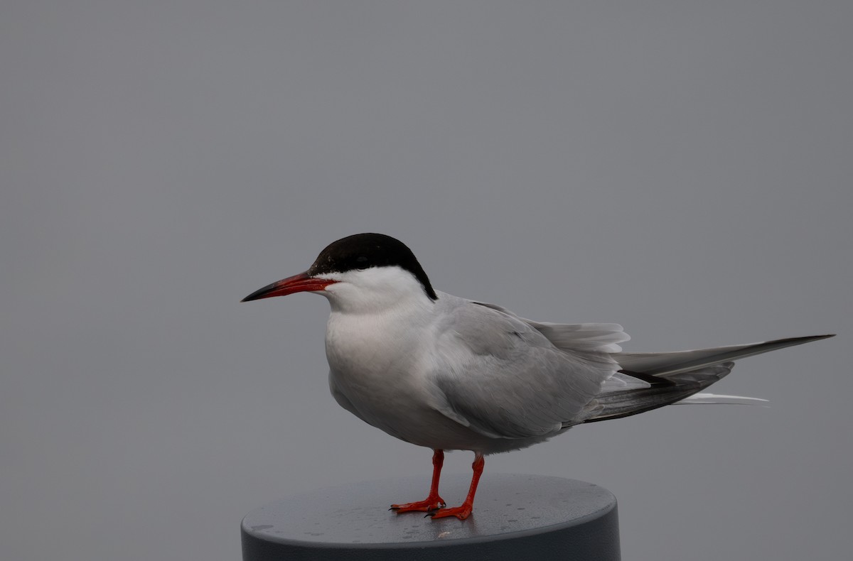 Common Tern - ML620669165