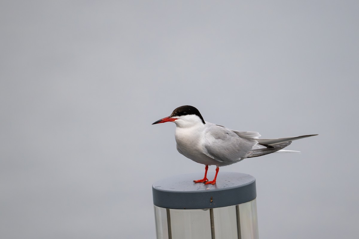 Common Tern - ML620669166