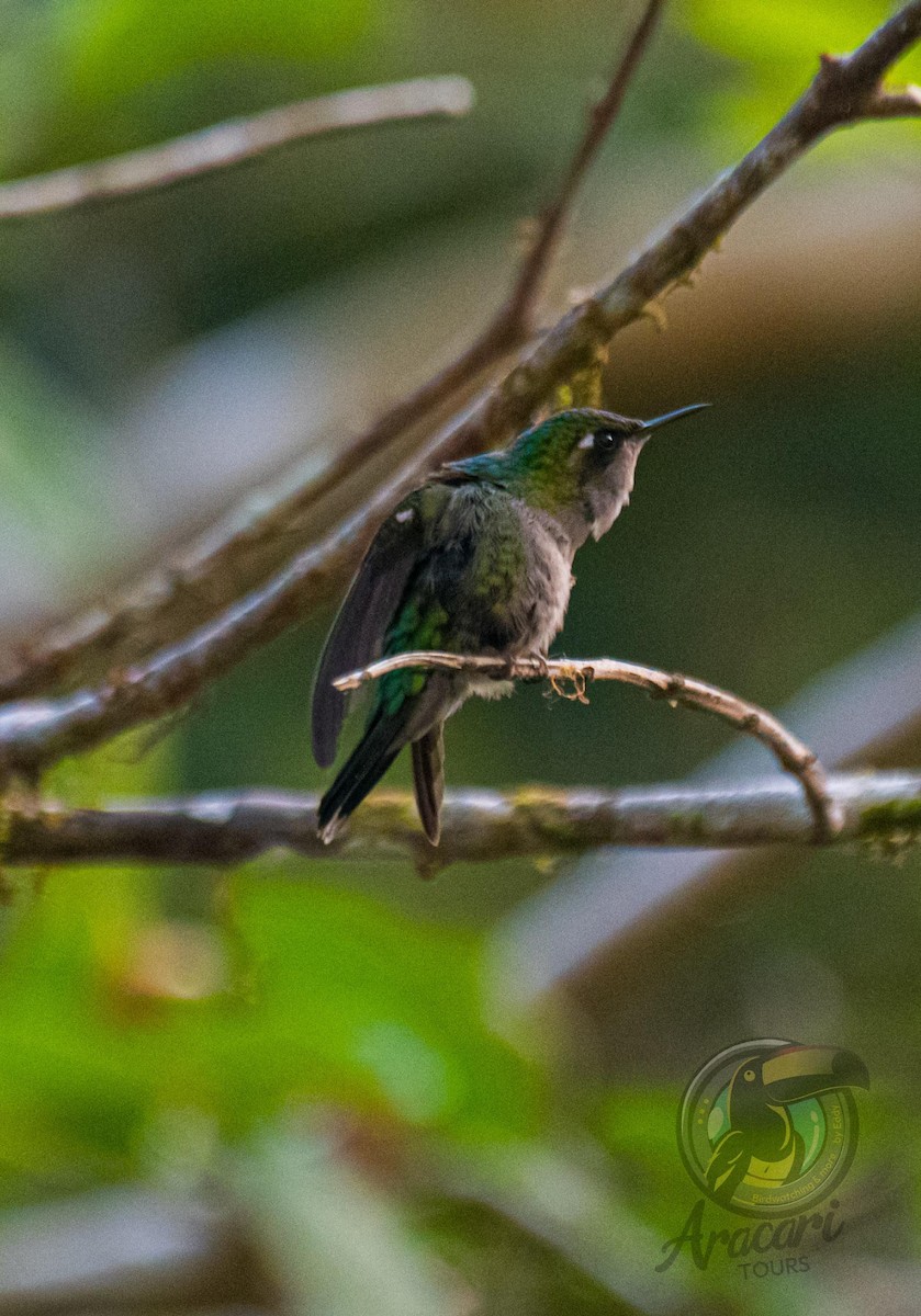 Emerald-chinned Hummingbird - Aracari Tours Birding by Eddy