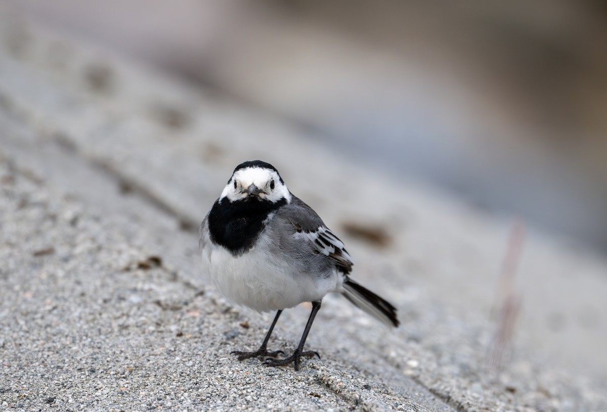 White Wagtail (White-faced) - ML620669171