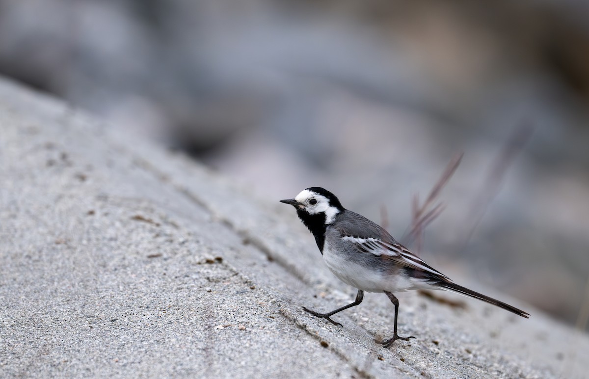 White Wagtail (White-faced) - ML620669172