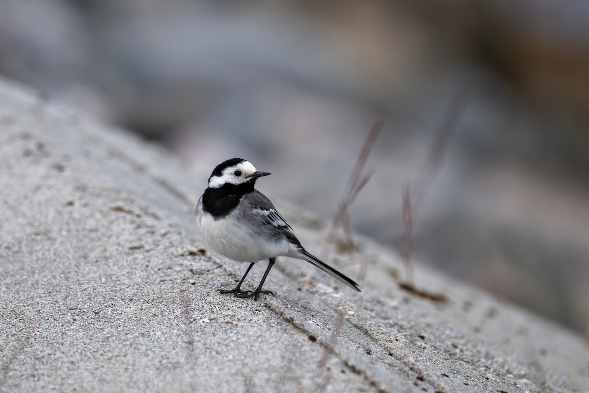 White Wagtail (White-faced) - Herb Elliott