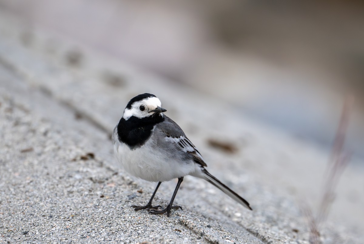 White Wagtail (White-faced) - ML620669174